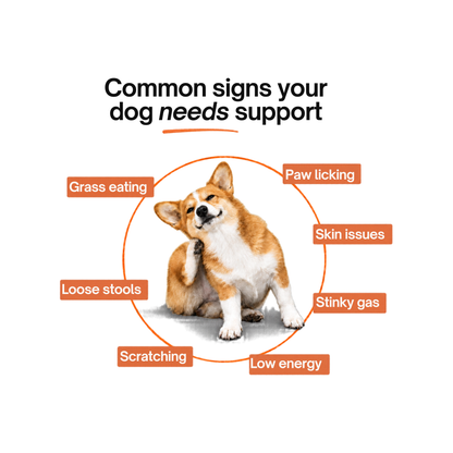 Allergy & Immune Bites